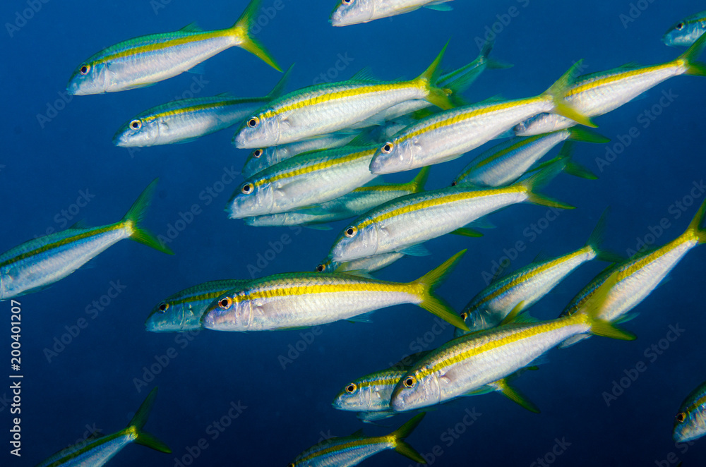 Obraz premium Reef fishes from the sea of cortez, mexico
