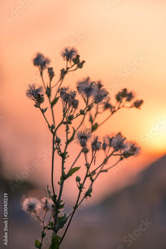 grass flowers with sunset background,select focus.