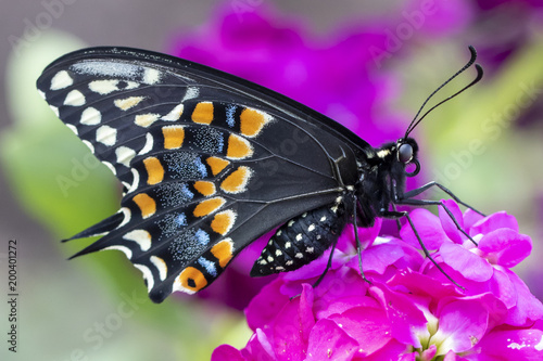 Photography Eastern black swallowtail butterfly on purple stock flower
