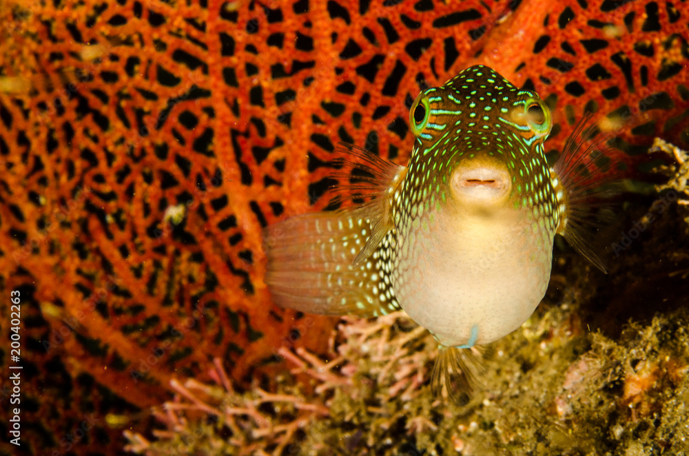 Obraz premium Reef fishes from the sea of cortez, mexico