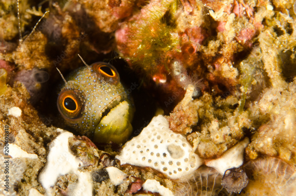 Obraz premium Blennys from the sea of cortez, mexico.