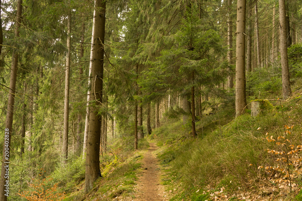 Naklejka premium Sendero entre un bosque de pinos. Alemania