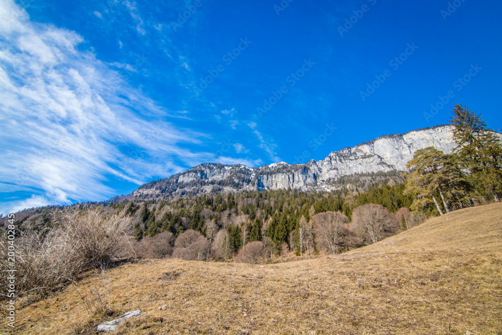 Wald mit Bergspitze im Hintergrund und blauem Himmel