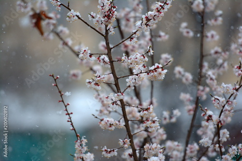 Cherry tree blooming with snowflakes. Landscape, close up. Wallpaper, card.