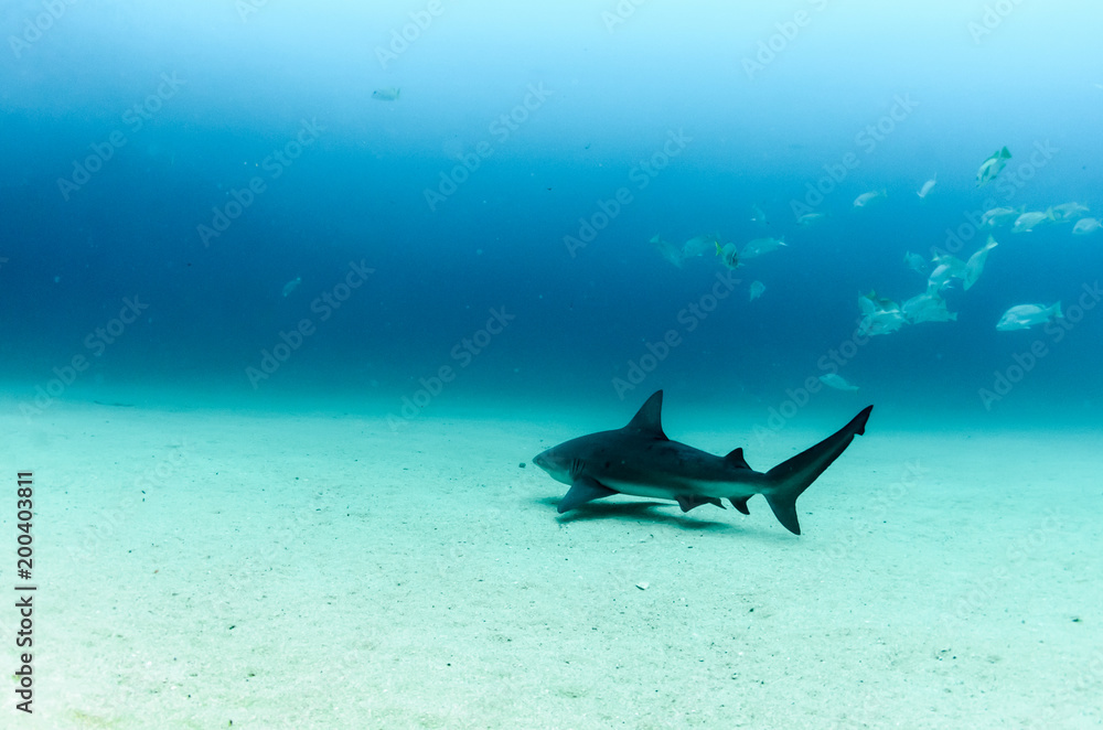 Obraz premium Bull Shark (Carcharhinus leucas). reefs of the Sea of Cortez, Pacific ocean. Cabo Pulmo, Baja California Sur, Mexico. 