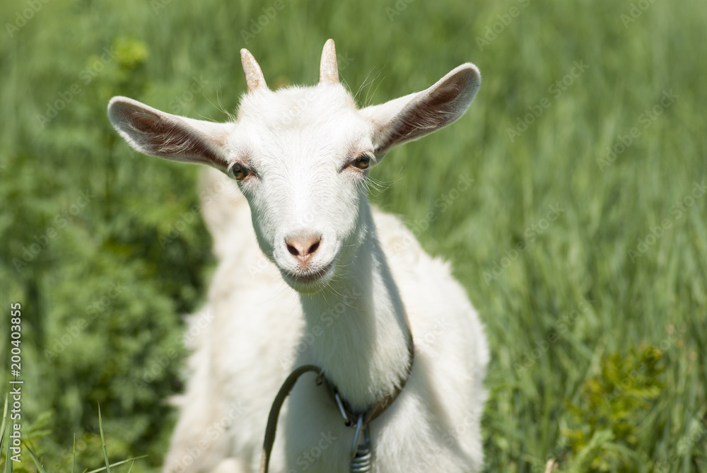 Portrait of a white young goat on a background of green grass.