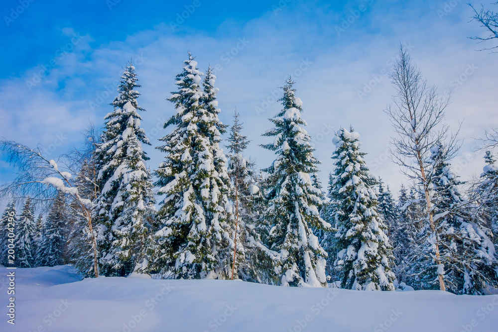 Beautiful landscape of snow in the dense forest during winter
