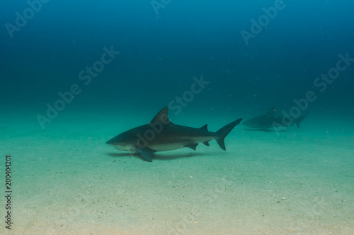 Bull Shark (Carcharhinus leucas). reefs of the Sea of Cortez, Pacific ocean. Cabo Pulmo, Baja California Sur, Mexico. 