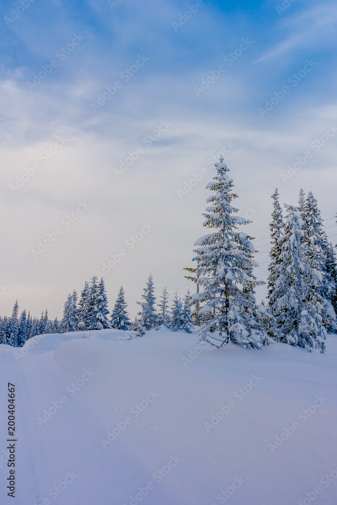 Beautiful landscape of snow in the dense forest during winter Beautiful landscape of snow in the dense forest during winter