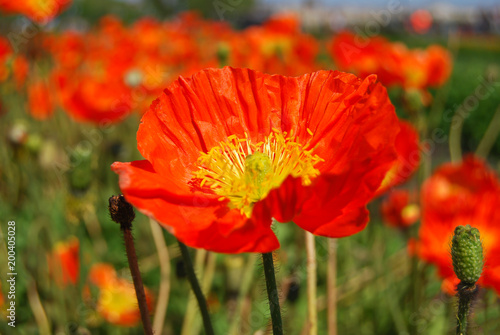  Beautiful field red poppies with selective focus. Soft focus blur