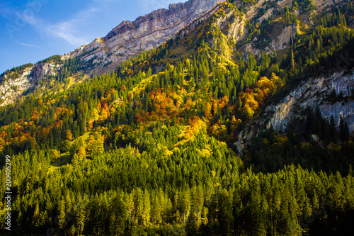 bunter Wald in den Schweizer Bergen im Herbst