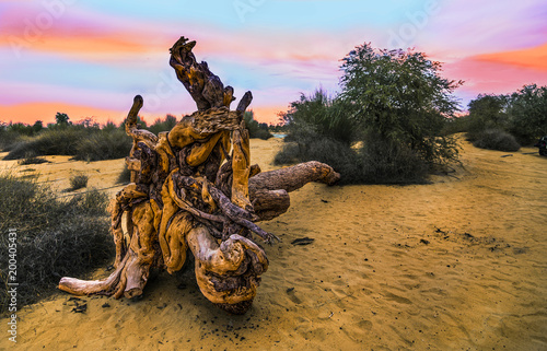 sunset at dead tree © DrSyed