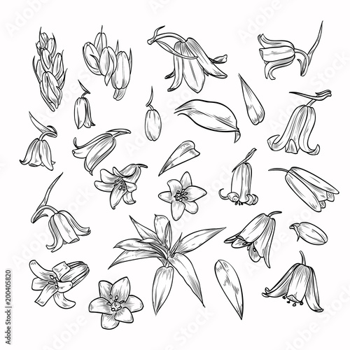 Vector hand drawn elegant bluebells
