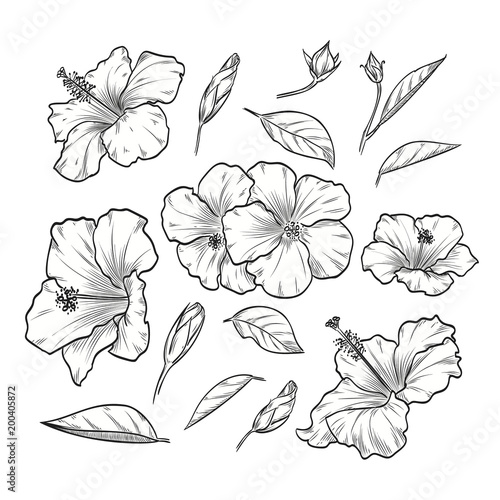 Vector hand drawn elegant hibiscus