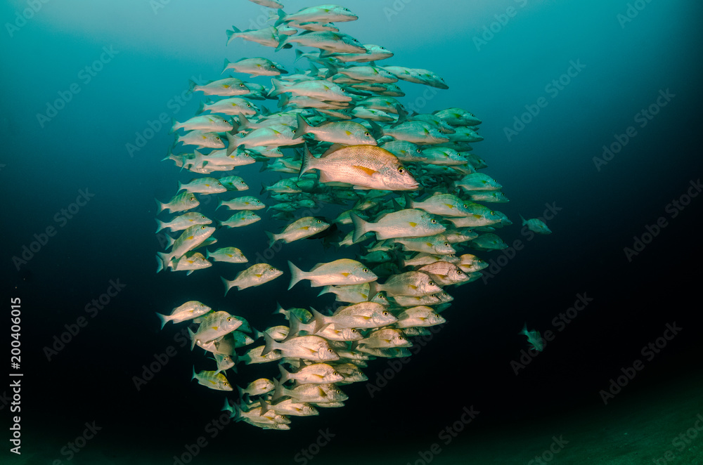 Obraz premium Graybar grunt (Haemulon sexfasciatus), forming a school in a shipwreck, reefs of Sea of Cortez, Pacific ocean. Cabo Pulmo, Baja California Sur, Mexico. Cousteau named it The world's aquarium.