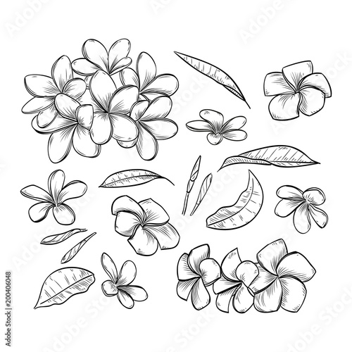 Vector hand drawn elegant plumeria
