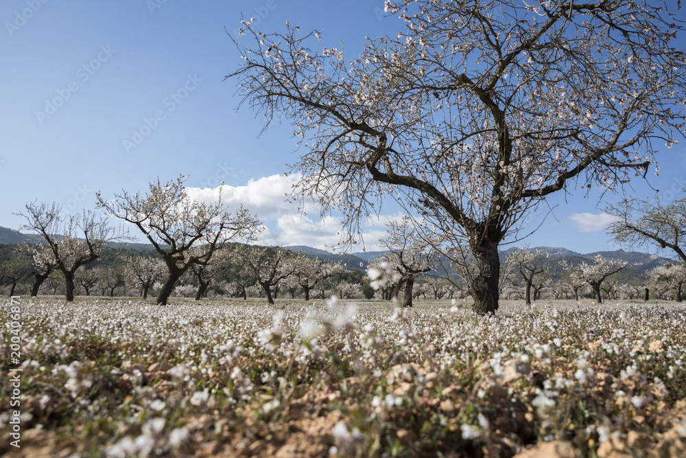 Fototapeta premium Blossom Almond Tree