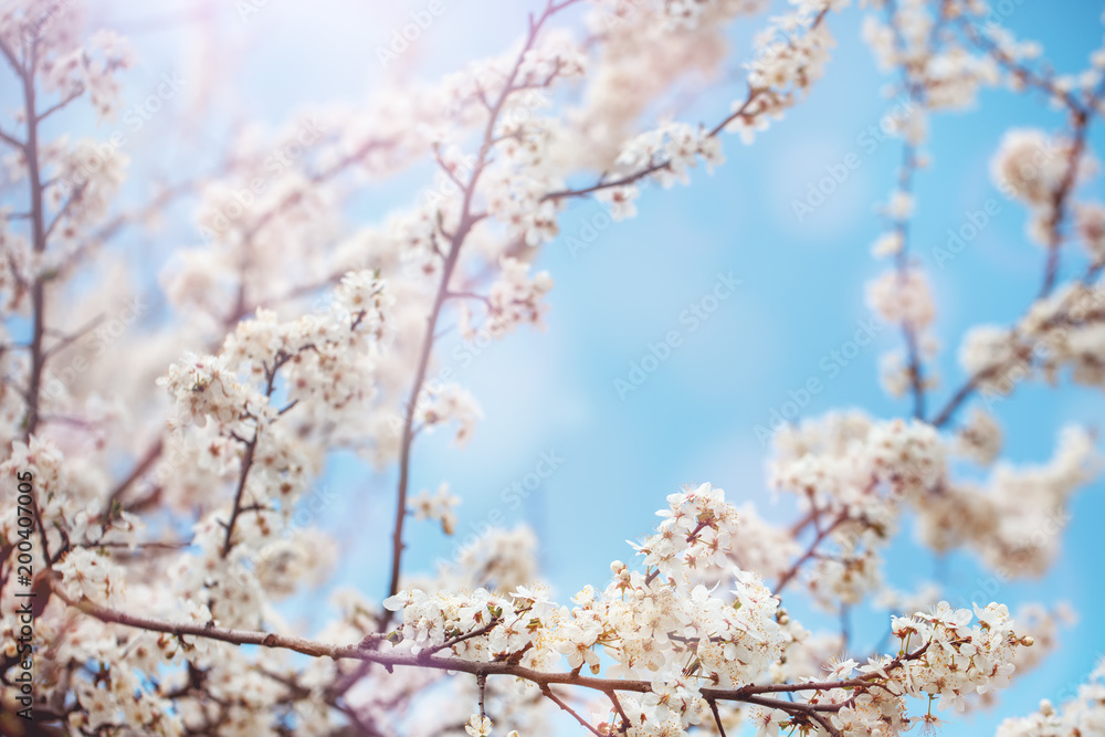Beautiful blooming Apple trees in the spring garden. Close up. Beautiful blooming Apple trees in the spring garden. Close up.