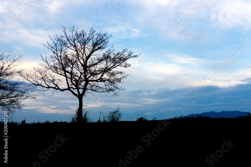silhouette of nature tree and meadow in the quiet evening with blue sky