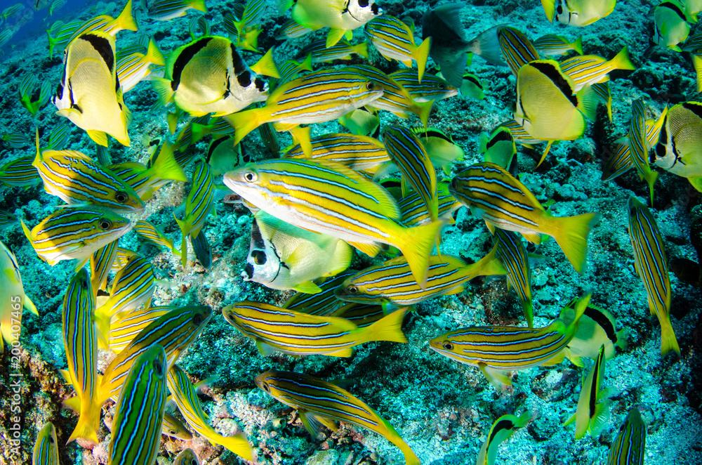 Obraz premium Reef fishes from the sea of cortez, mexico