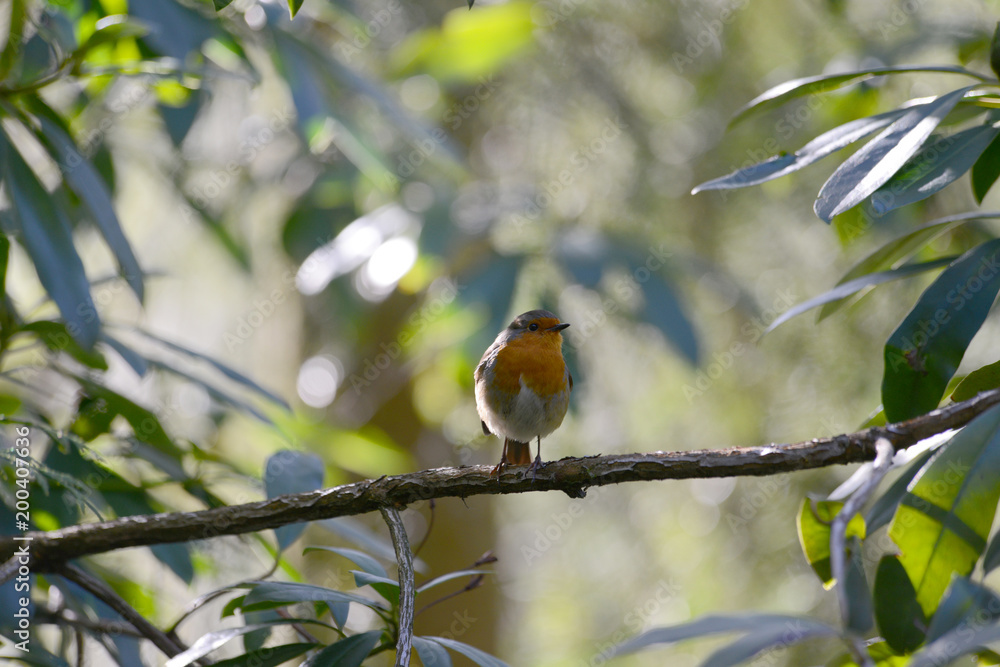 robin 0004 robin 0004