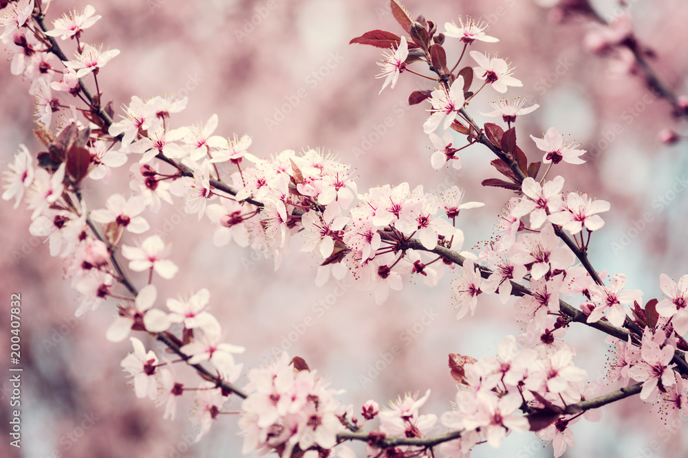 Blossoming of the Japanese cherry with pink tender flowers, natural spring floral background. Macro image with copy space suitable for wallpaper or greeting card Blossoming of the Japanese cherry with pink tender flowers, natural spring floral background. Macro image with copy space suitable for wallpaper or greeting card