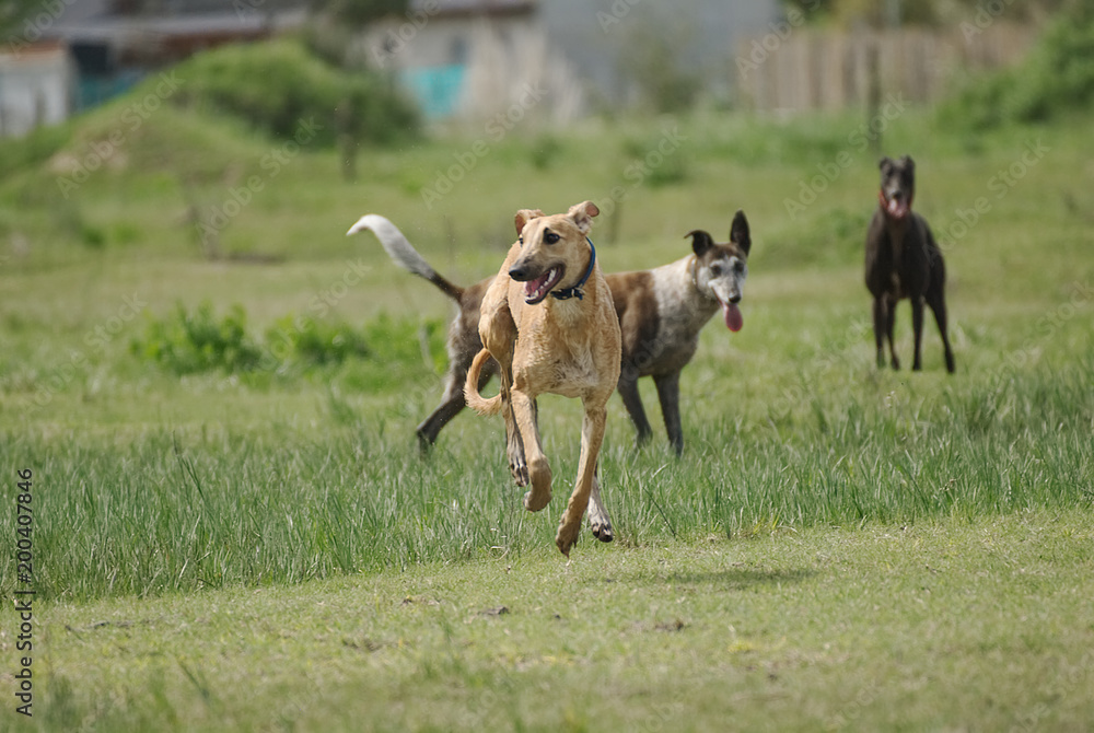 Happy greyhound running on a field in winter in Argentina Happy greyhound running on a field in winter in Argentina