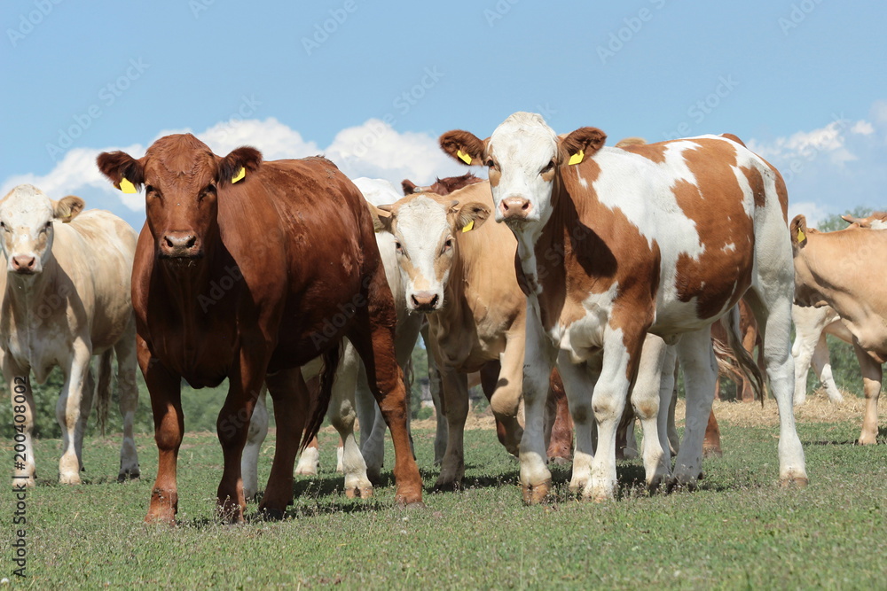 eine Herde Kühe -Jungrinder-auf der Weide