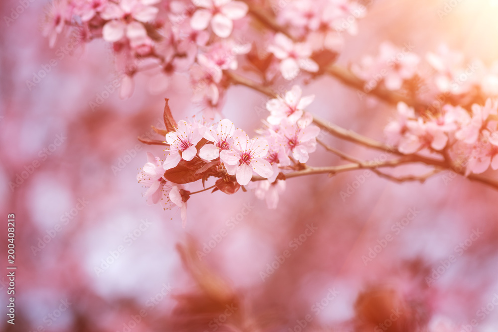 Blossoming of the Japanese cherry with pink tender flowers, natural spring floral background. Macro image with copy space suitable for wallpaper or greeting card Blossoming of the Japanese cherry with pink tender flowers, natural spring floral background. Macro image with copy space suitable for wallpaper or greeting card