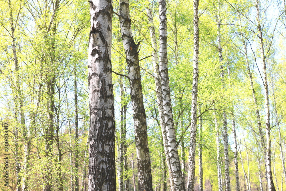 Obraz premium White birch in summer in good weather in birch grove