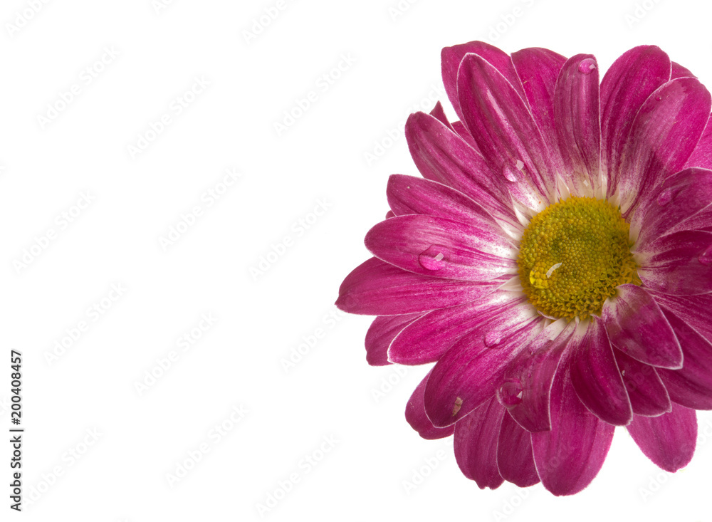 beautiful pink flower isolated on white