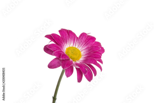 beautiful pink flower isolated on white