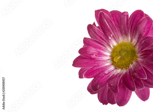 beautiful pink flower isolated on white