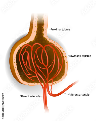 Bowman’s capsule. Microscopic structure of the kidney - Glomerulus Bowman's capsule Afferent arteriole Efferent arteriole