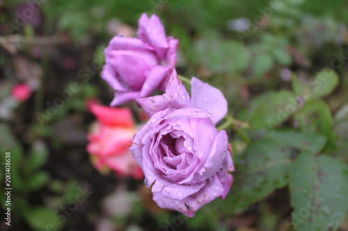 Lilac rose with dew drops in the garden