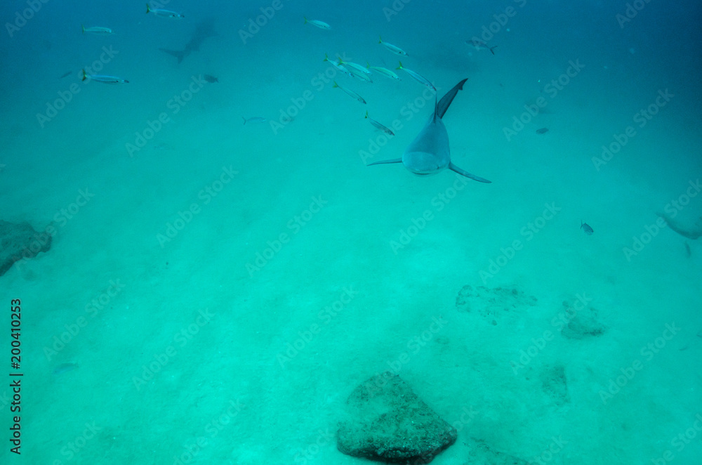 Fototapeta premium Bull Shark (Carcharhinus leucas). reefs of the Sea of Cortez, Pacific ocean. Cabo Pulmo, Baja California Sur, Mexico. 
