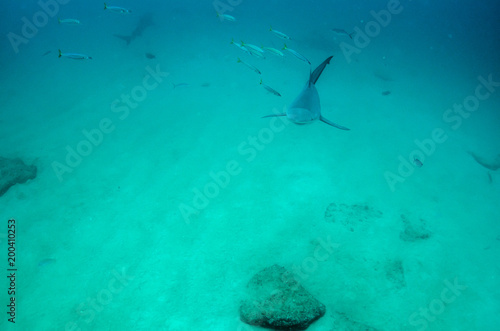 Bull Shark (Carcharhinus leucas). reefs of the Sea of Cortez, Pacific ocean. Cabo Pulmo, Baja California Sur, Mexico. 