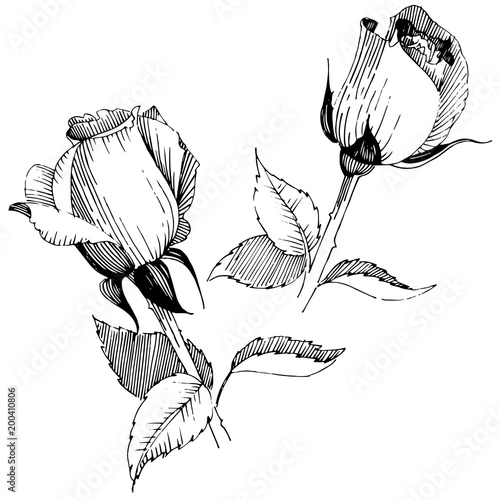 Wildflower rose  flower in a vector style isolated. Full name of the plant: rose , rosa, hulthemia. Vector wildflower for background, texture, wrapper pattern, frame or border.