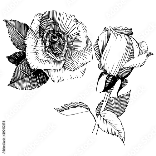 Wildflower rose  flower in a vector style isolated. Full name of the plant: rose , rosa, hulthemia. Vector wildflower for background, texture, wrapper pattern, frame or border.