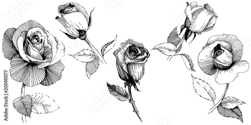 Wildflower rose  flower in a vector style isolated. Full name of the plant: rose , rosa, hulthemia. Vector wildflower for background, texture, wrapper pattern, frame or border.