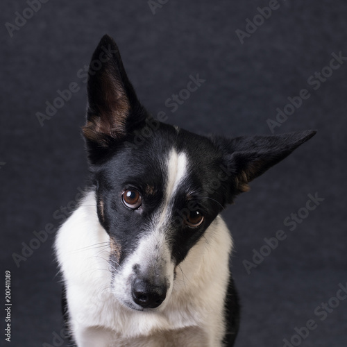Mixed breed dog portrait © GrasePhoto