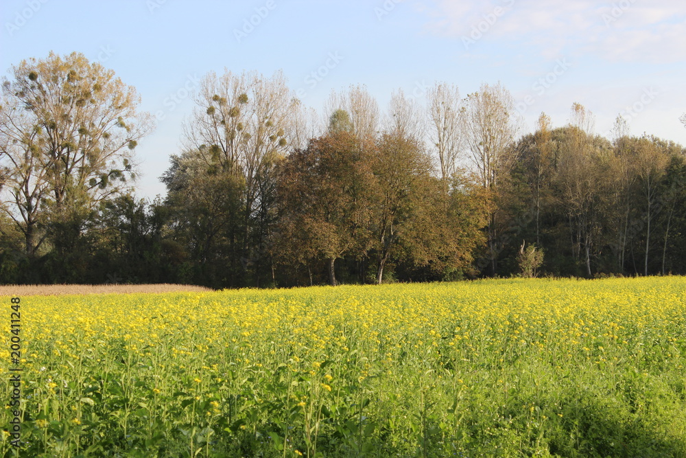 Obraz premium Naturschön