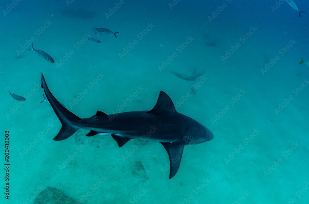Fototapeta premium Bull Shark (Carcharhinus leucas). rafy Morza Corteza, Oceanu Spokojnego. Cabo Pulmo, Baja California Sur, Meksyk.