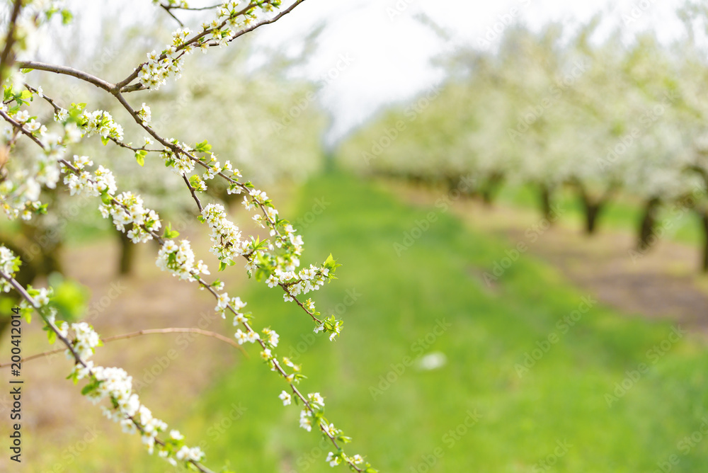 Garden with majestically blossoming large trees on a fresh green lawn Garden with majestically blossoming large trees on a fresh green lawn
