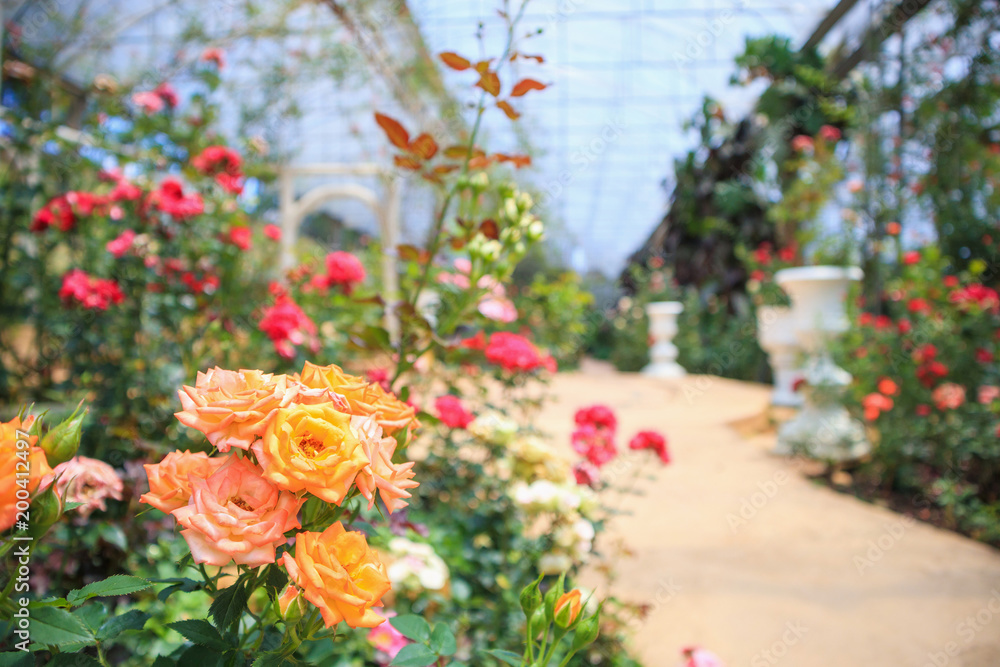Beautiful fresh natural roses in flower garden