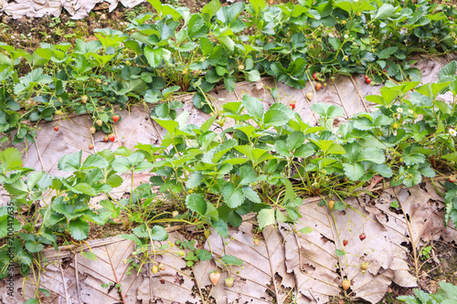 Strawberry plant with flowers leaves and ripe berries fruits growth at green organic garden field