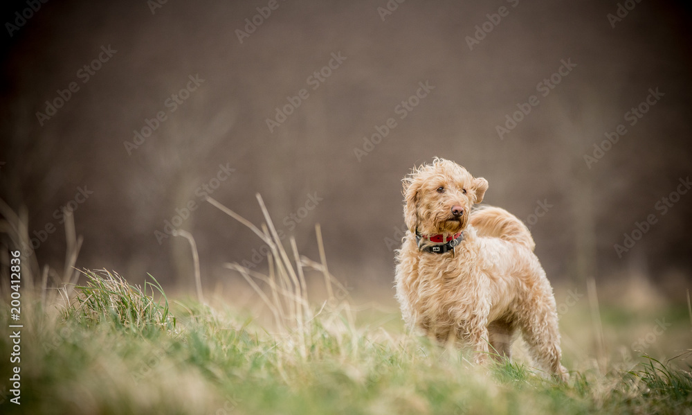 custom made wallpaper toronto digitalThe Golden Labradoodle