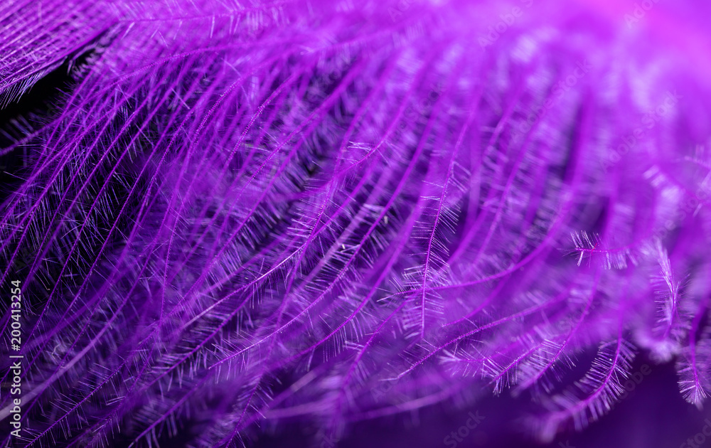 Fototapeta premium Purple feather as an abstract background