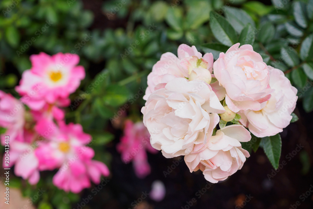 Beautiful fresh natural roses in flower garden Beautiful fresh natural roses in flower garden