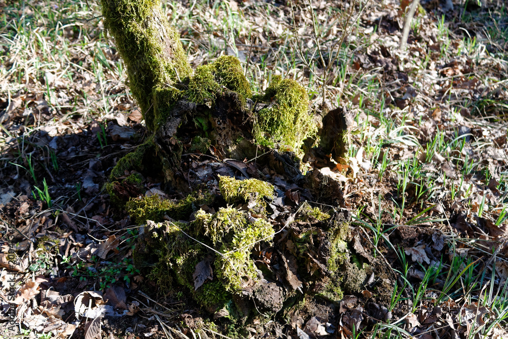 Wooden stump with moss in spring forest, good for meditation and mind cleaning